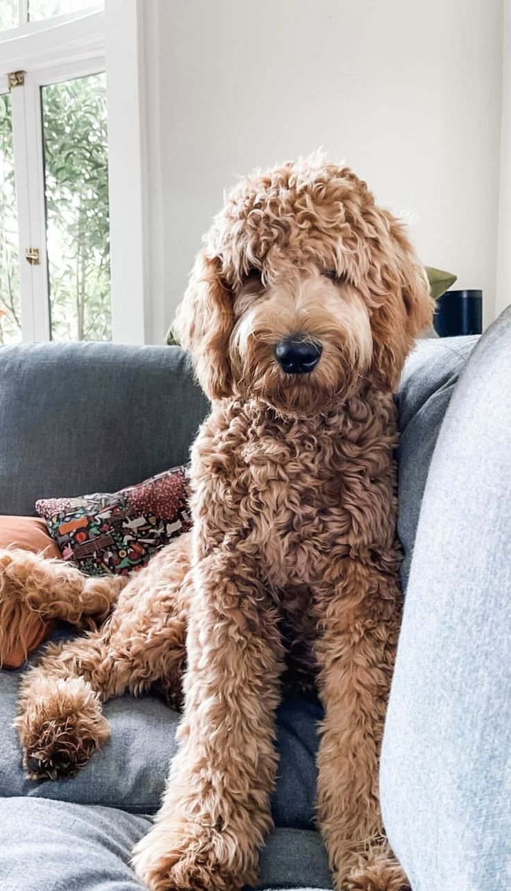 The Mini Goldendoodle: Everything YOU Need to Know in 2023